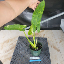 Load image into Gallery viewer, Philodendron Jose Buono, Exact Plant Variegated Ships Nationwide
