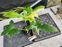 Load image into Gallery viewer, Philodendron Golden Dragon, Exact Plant Variegated Ships Nationwide
