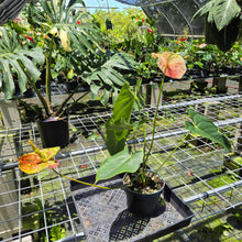 Load image into Gallery viewer, Anthurium Andraeanum Starlight Splash, Speckled exact plant, Fedex 2day*
