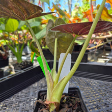 Load image into Gallery viewer, Alocasia Wentii, Exact Plant Variegated Ships Nationwide

