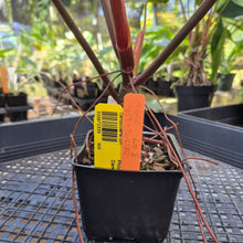 Load image into Gallery viewer, Philodendron Dark Lord, Exact Plant Ships Nationwide
