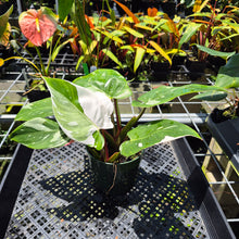 Load image into Gallery viewer, Philodendron White Princess Variegated exact plant, Fedex 2day*

