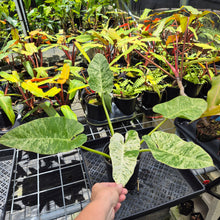Load image into Gallery viewer, Philodendron Giganteum, Exact Plant Variegated Ships Nationwide
