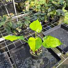 Load image into Gallery viewer, Alocasia Cucullata Banana Split Variegated exact plant, Fedex 2day*
