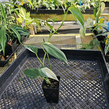 Load image into Gallery viewer, Scindapsus Blue Albo, Exact Plant Variegated Ships Nationwide
