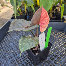 Load image into Gallery viewer, Syngonium Strawberry Ice, Exact Plant Variegated Ships Nationwide
