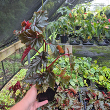 Load image into Gallery viewer, Begonia Serratipetala 4" pot Fedex 2day*
