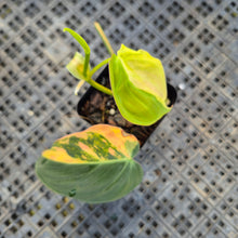 Load image into Gallery viewer, Philodendron Hederaceum Micans Aurea, Exact Plant Variegated Ships Nationwide

