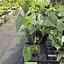 Load image into Gallery viewer, Anthurium Decipiens, Exact Plant Ships Nationwide
