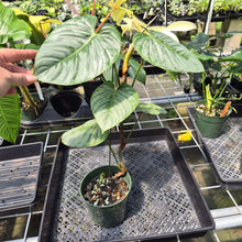 Load image into Gallery viewer, Philodendron Sodiroi True Form exact plant, Fedex 2day*
