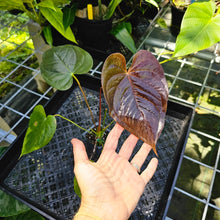 Load image into Gallery viewer, Anthurium Red Beauty, Exact Plant
