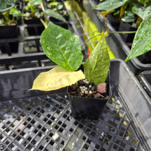 Load image into Gallery viewer, Zamioculcas Zamiifolia Wild Form ZZ, Exact Plant Variegated Ships Nationwide
