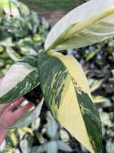 Load image into Gallery viewer, Rhaphidophora Lobbii Variegated 2.5" pot, Fedex 2day*
