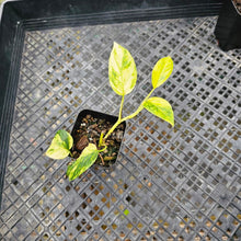 Load image into Gallery viewer, Epipremnum Pinnatum Sunburst, Exact Plant Variegated Ships Nationwide
