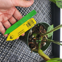 Load image into Gallery viewer, Philodendron Verrucosum, Exact Plant Ships Nationwide
