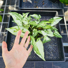 Load image into Gallery viewer, Syngonium Three Kings Magic Marble, Exact Plant Variegated Triple plant pot Ships Nationwide
