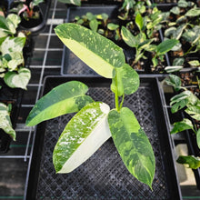Load image into Gallery viewer, Philodendron Jose Buono, Exact Plant Variegated Ships Nationwide
