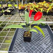 Load image into Gallery viewer, Anthurium Scherzerianum "Pig Tail", Exact Plant Ships Nationwide
