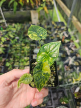 Load image into Gallery viewer, Alocasia Dragon Scale Aurea Variegated 2.5" pot, Fedex 2day*
