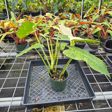 Load image into Gallery viewer, Philodendron Jose Buono, Exact Plant Variegated Ships Nationwide
