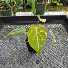 Load image into Gallery viewer, Philodendron Gloriosum Exact Plant Ships nationwide
