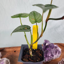 Load image into Gallery viewer, Philodendron Sodiroi True Form 2.5&quot; starter pot, ships nationwide
