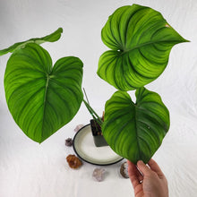 Load image into Gallery viewer, Philodendron Pastazanum 2.5&quot; starter pot, ships nationwide
