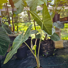 Load image into Gallery viewer, Alocasia Longiloba, Lowii, Argyreia, Exact Plant Large
