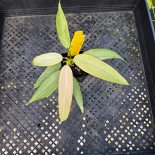 Load image into Gallery viewer, Philodendron Whipple Way, Exact Plant Variegated Ships Nationwide
