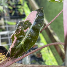 Load image into Gallery viewer, Alocasia Psuedosanderiana pink Variegated 2.5" pot, Fedex 2day*
