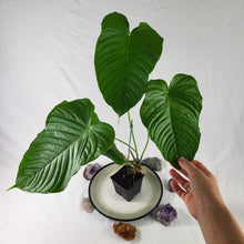 Load image into Gallery viewer, Anthurium Propinquum, Exact Plant Ships Nationwide
