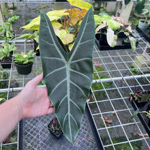 Load image into Gallery viewer, Alocasia Longiloba, Denudata, Exact Plant
