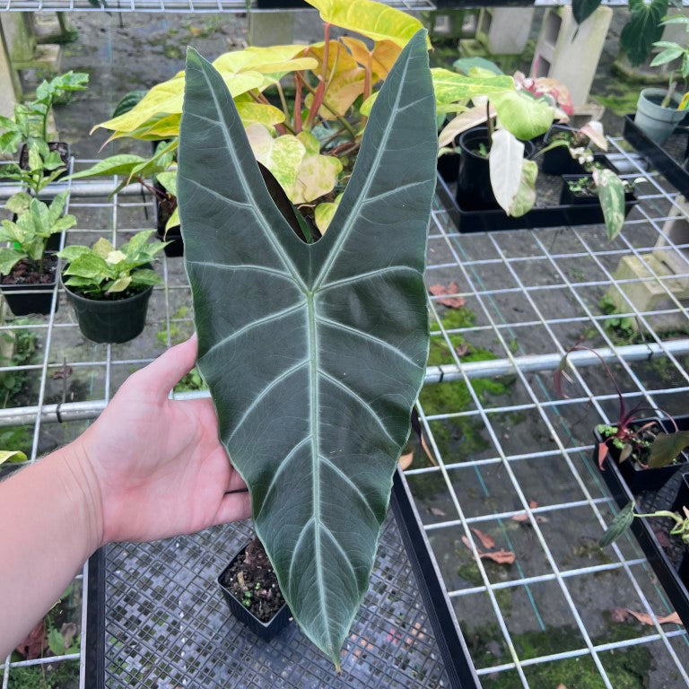 Alocasia Longiloba, Denudata, Exact Plant