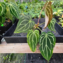 Load image into Gallery viewer, Anthurium Red Crystallinum x Magnificum , Exact Plant Ships Nationwide
