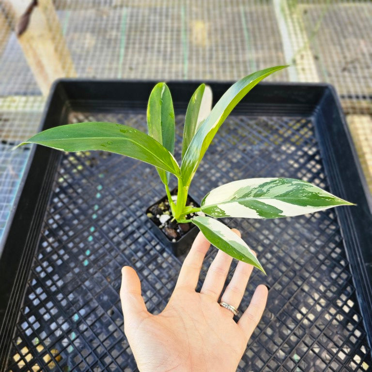 Philodendron Wend Imbe, Exact Plant Variegated 2'' pot Ships Nationwide