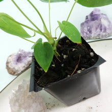 Load image into Gallery viewer, Anthurium Angamarcanum 2.5" pot, Fedex 2day*
