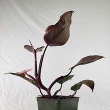 Load image into Gallery viewer, Philodendron Pink Princess, Exact Plant Variegated
