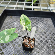 Load image into Gallery viewer, Alocasia Macrorhizza Black Stem, Exact Plant Variegated
