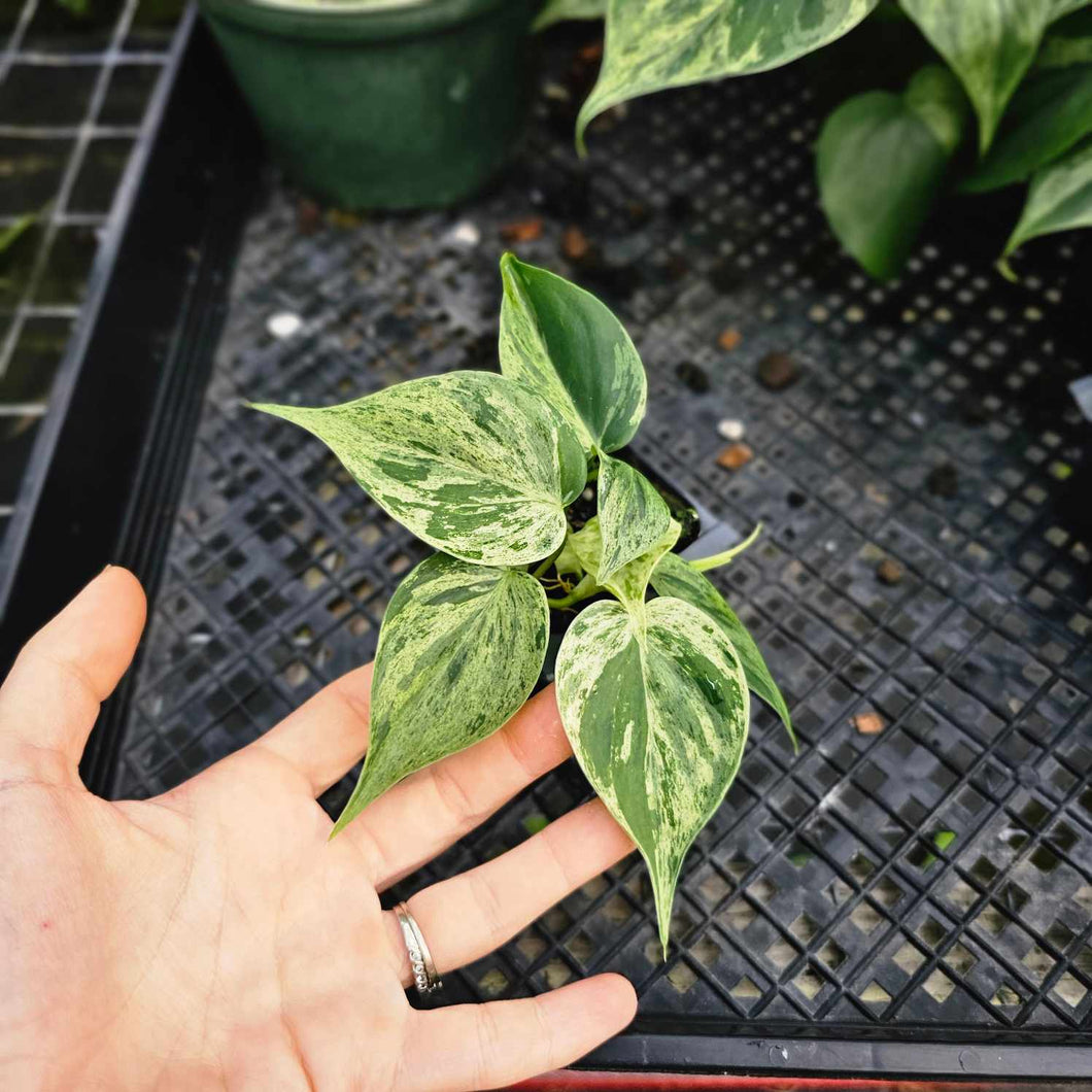 Philodendron Hederaceum, Heart Leaf, Exact Plant Variegated 2'' pot Ships Nationwide