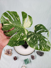 Load image into Gallery viewer, Thai Constellation, not TC, Exact Plant, variegated Monstera
