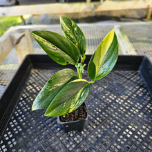 Load image into Gallery viewer, Monstera Standleyana Aurea, Exact Plant Variegated Ships Nationwide
