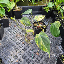 Load image into Gallery viewer, Philodendron Hederaceum Micans Aurea, Exact Plant Variegated Ships Nationwide
