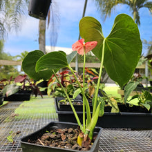 Load image into Gallery viewer, Anthurium Shibori, Exact Plant Variegated
