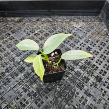 Load image into Gallery viewer, Philodendron Hastatum Silver Sword, Exact Plant Variegated Ships Nationwide
