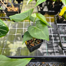 Load image into Gallery viewer, Anthurium Macrolobium, Exact Plant Ships Nationwide
