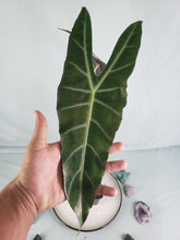 Load image into Gallery viewer, Denudata Longiloba, Exact Plant, Alocasia
