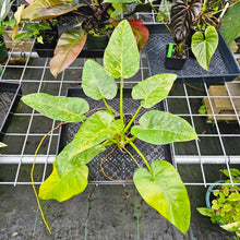 Load image into Gallery viewer, Philodendron Giganteum, Exact Plant Variegated
