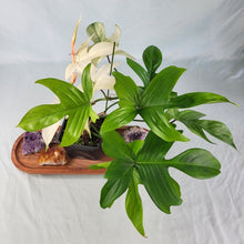 Load image into Gallery viewer, Philodendron Florida Ghost, Exact Plant Ships Nationwide
