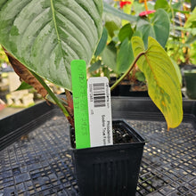 Load image into Gallery viewer, Philodendron Sodiroi True Form, Exact Plant Ships Nationwide
