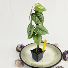 Load image into Gallery viewer, Philodendron Sodiroi True Form, Exact Plant
